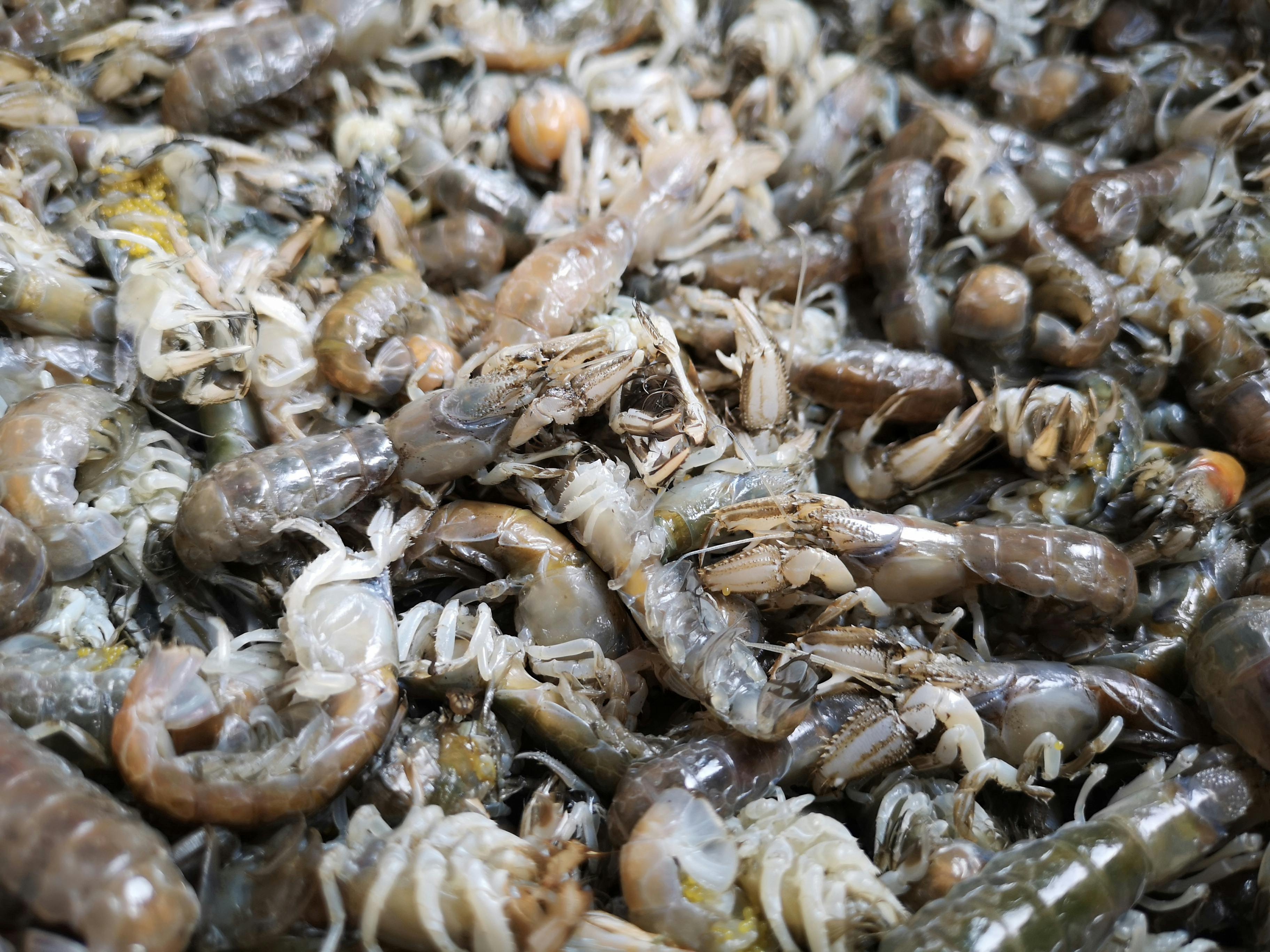 Crevettes tigrees fraiches